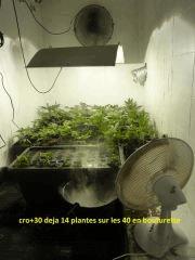 cro+30