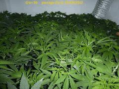 40 plantes TGA passage en floraison le 13/10/2012