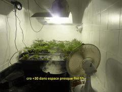 plantes a cro+30