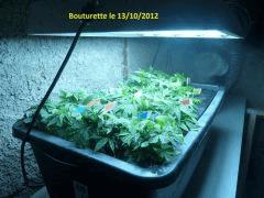 bouturette vue de pres