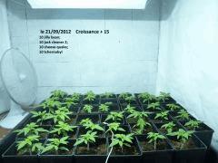selecta TGA cro+15