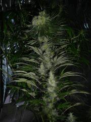 P1060145