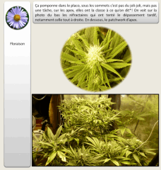 5 floraison 1   Copy