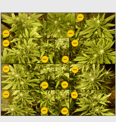 6 floraison 2   Copy