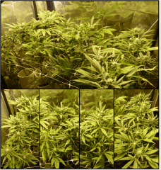 7 floraison 3   Copy
