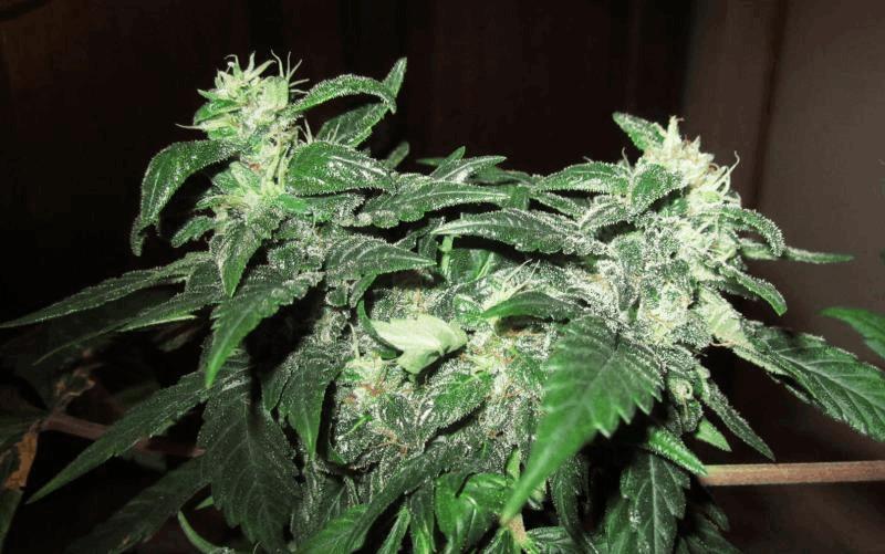 SavouaWeedy