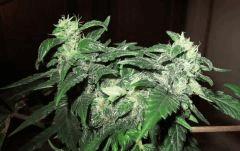 SavouaWeedy