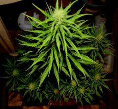 Zamal X PCK  3  JDC3 FLO37 34