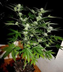 Cheese JDC3 FLO37 24