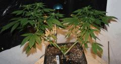 BlueBerry Gum   JDC3 FLO20 02