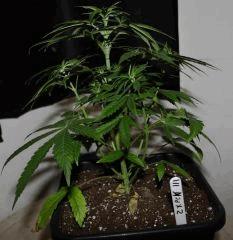 JDC3 Flo10 04