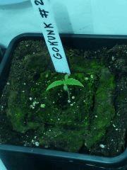 JDC 3 Cro13 04