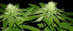 blueberry JDC3 FLO37 05