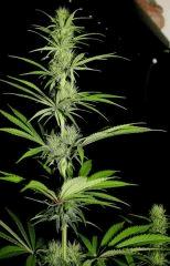 Zamal X PCK  3 JDC3 FLO37 31