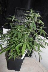 JDC3 FLO30 26