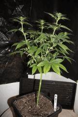 JDC3 FLO30 09