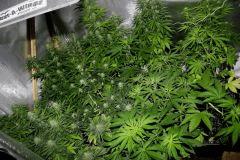 JDC3 FLO47 CRO34  07