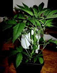 GOKUNK JDC3 CrO23