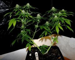 Blueberry gum JDC3 FLO37 03