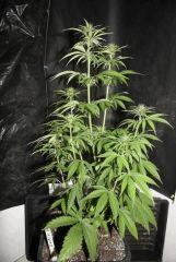 JDC3 FLO30 15
