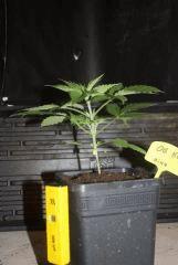 JDC3 FLO30 29