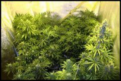 Placo Flo a Flo60