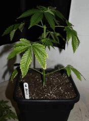 JDC3 Flo10 02