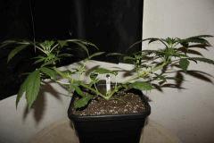 JDC3 Flo10 10