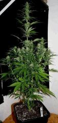 Zamal X PCK 3  JDC3 FLO37 30