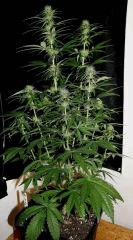 Zamal X PCK  JDC3 FLO37 20