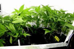 OG KUSH +  Gokunk JDC3 CrO23 03