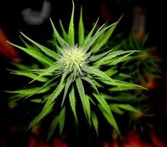 Zamal X PCK  3  JDC3 FLO37 33