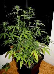 Hawaii Bouture   JDC3 FLO37 37