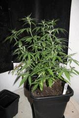 JDC3 FLO30 28