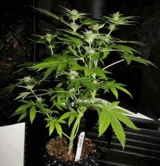 JDC3 FLO30 03
