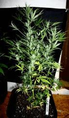 JDC3 FLO47 CRO34  21