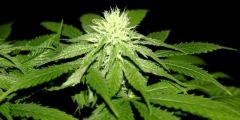 Blueberry JDC3 FLO37 04