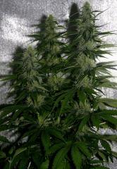 JDC3 FLO47 CRO34  05