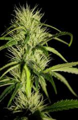 Zamal X PCK 1  JDC3 FLO37 29