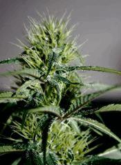 JDC3 FLO47 CRO34  28