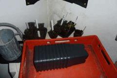 JDC 3 Cro 06 04