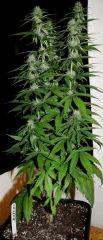Zamal X PCK 1 JDC3 FLO37 27