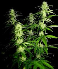 Zamal X PCK  1 JDC3 FLO37 28
