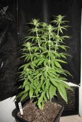 JDC3 FLO30 12