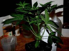 GOKUNK JDC3 CrO23
