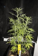 JDC3 FLO30 23