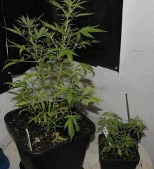 JDC3 FLO20 15 GoKunk Triso