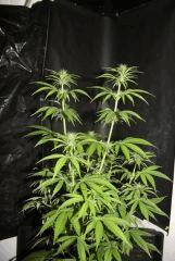 JDC3 FLO30 17