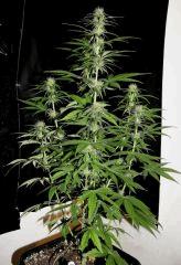 Zamal X PCK  JDC3 FLO37 22