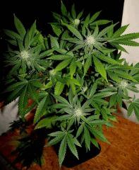 Cheese JDC3 FLO37 25